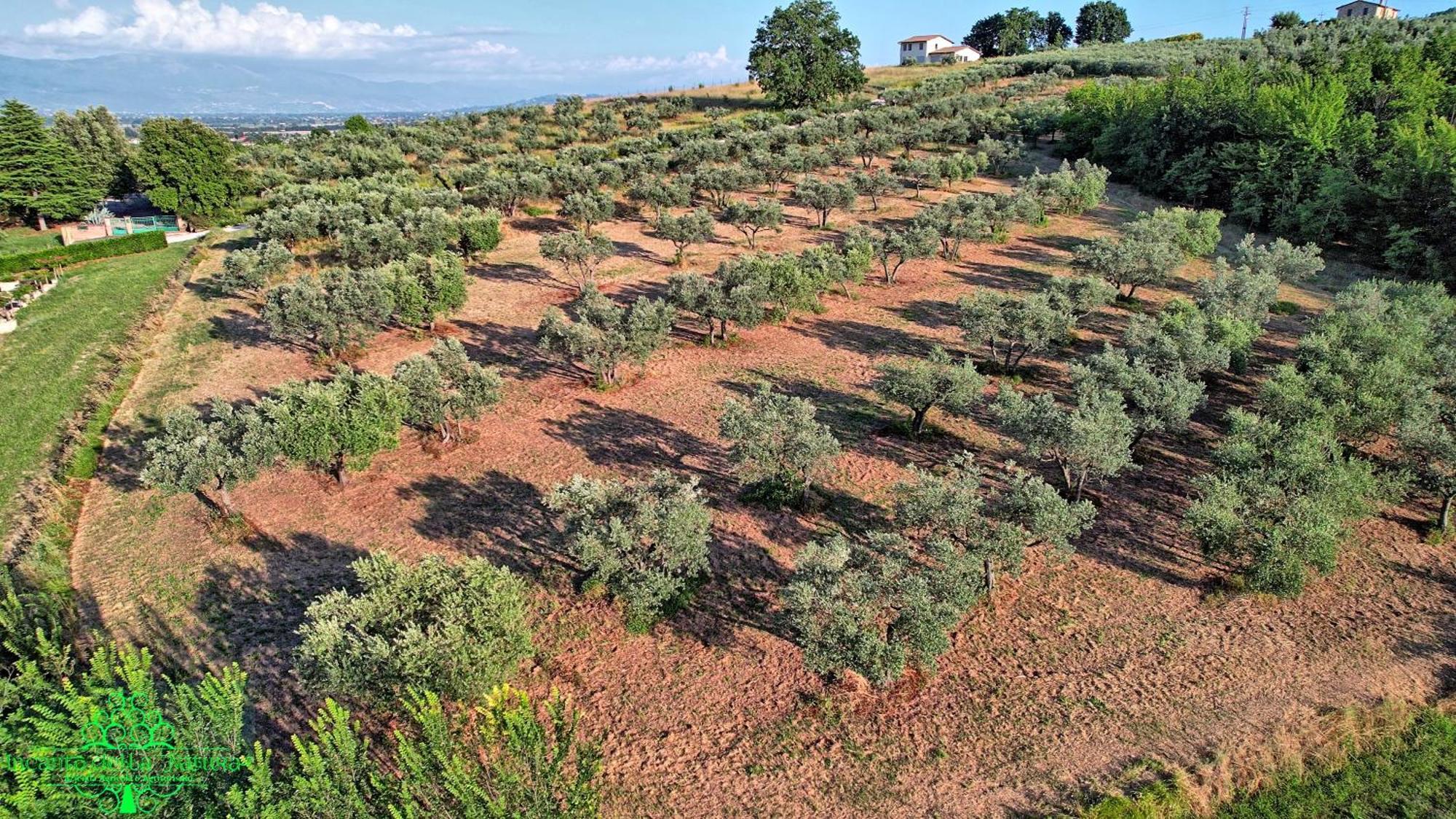 Agriturismo Incanto Della Natura Cannara Bagian luar foto